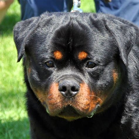 Look at pictures of rottweiler puppies who need a home. German Rottweiler puppies | LoL Picture Collection