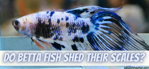 Do Betta Fish Shed Their Scales Pets With Gohar