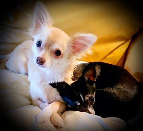 Chihuahua Teddy Bear Parkers Precious Puppies Appointments Only Karen Parker