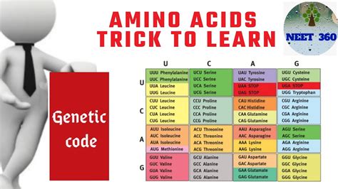 Easy Way To Remember Amino Acid Single Letter Code YouTube