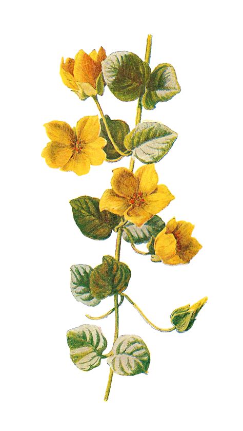 Antique Images Free Flower Download Wildflower Clip Art Moneywort Image