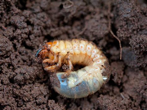 Grubs what do grubs look like? Chafer grubs - treatment and control | lovethegarden