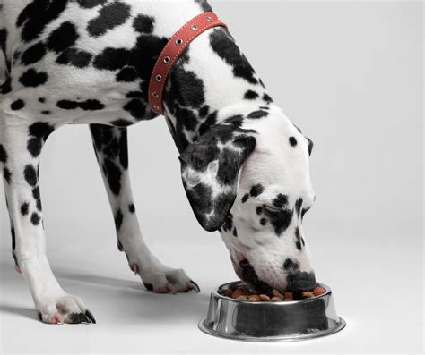 20 Best Dog Food For Dogs With Allergies Discover Magazine