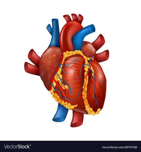 Healthy Realistic Human Heart Royalty Free Vector Image