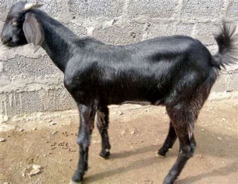 Goat Farming Osmanabadi Goat Information