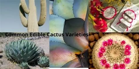 8 Common Edible Cactus Varieties Worldwide Garden Bagan