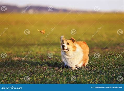 Cute Little Red Haired Corgi Puppy Runs Around The Green Meadow And Fun