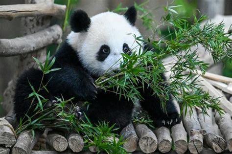 Fossil Discovery Solves Mystery Of How Pandas Became