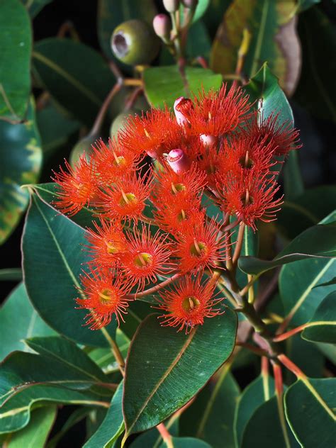 Red Flowering Gum Corymbia Ficifolia Australian Native Flowers