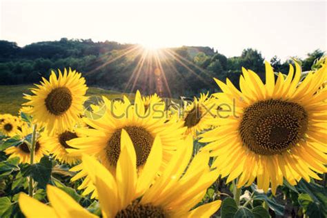 Yellow Sunflowers Field In A Sunny Day Stock Photo 157326 Crushpixel