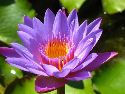 Water Lily Or Lotus Flowers Photo 22283539 Fanpop