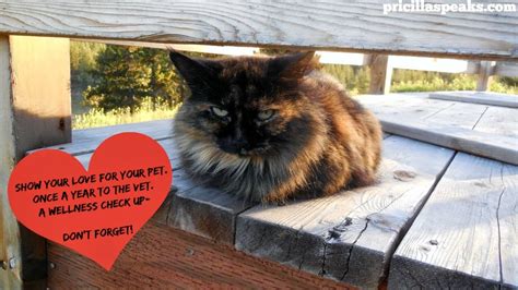 The Maaaaa Of Pricilla Farm Cat Friday A Special Message From The