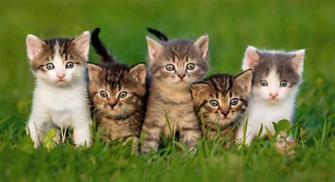Katzenbabys Expertenwissen And Tipps Zum Leben Mit Kitten Josera