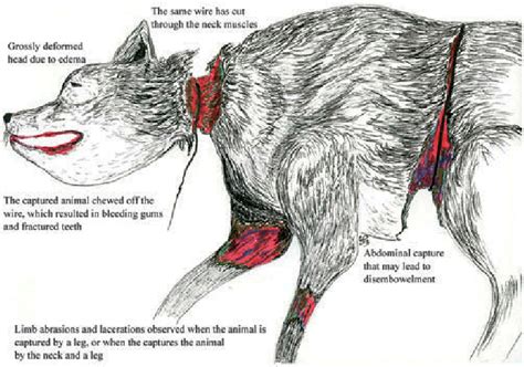 Amalgam Of The Types Of Injuries Observed In Canids Captured In Killing
