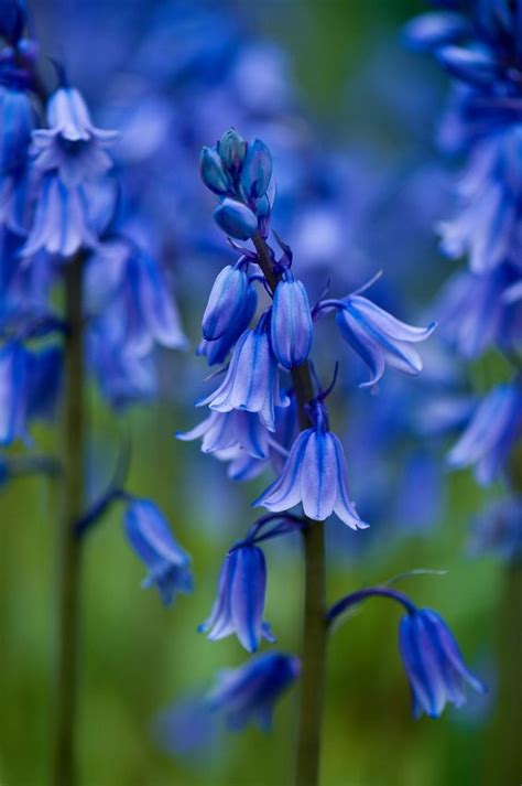 Magical Color Blue Bells Blue Bell Flowers Flowers Nature Amazing