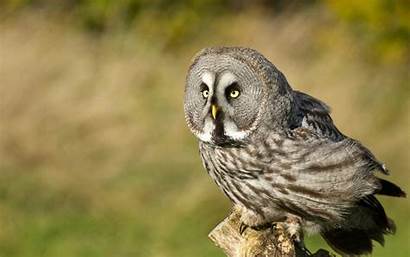 Owls Birds Animals Owl Grey Wallpapers Allwallpaper