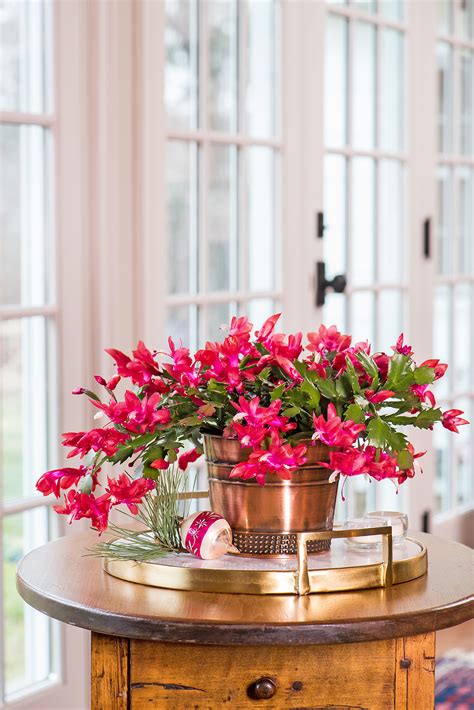 I feed the plant during the summer about once a month and wat. 16 Low-Maintenance Indoor Houseplants Most Likely to ...