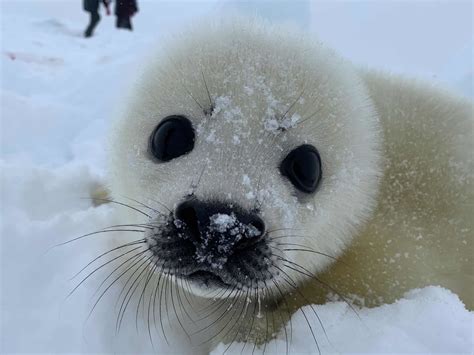 Watching The Baby Seals In The Russian White Sea In 2020 Cute Seals