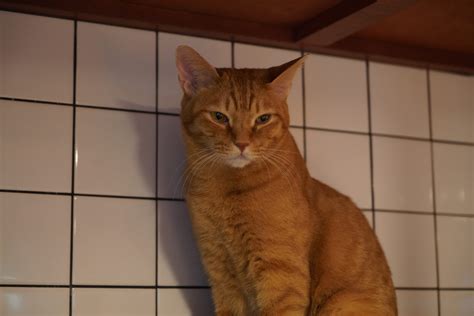 とーらの大冒険 ネコリパブリック｜日本の猫の殺処分をゼロに！