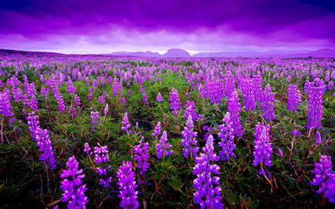 Lupin In An Icelands Field Field Wallpaper Flower Landscape Flower