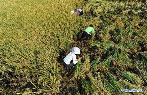 China tearfully bids farewell to 'father of hybrid rice' scientist yuan longping. Chinese hybrid rice yield hits record: official - Global Times