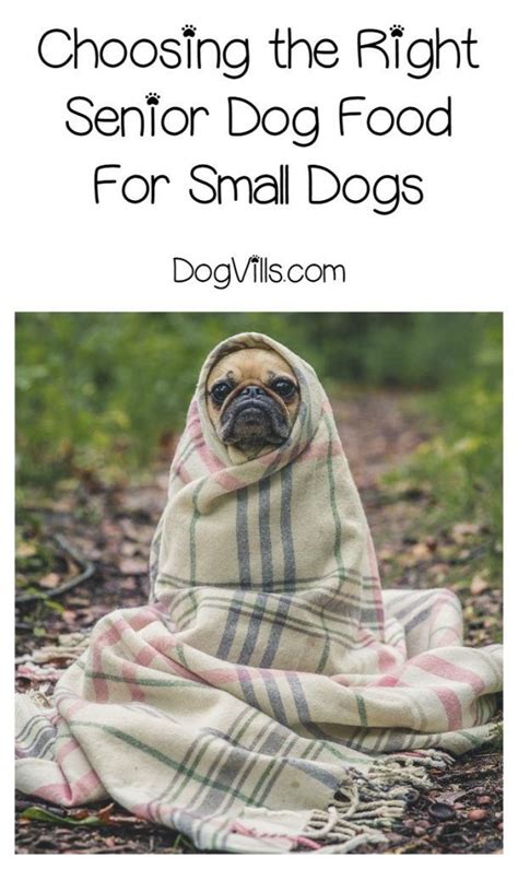 A Pug Wrapped In A Blanket Sitting On The Ground