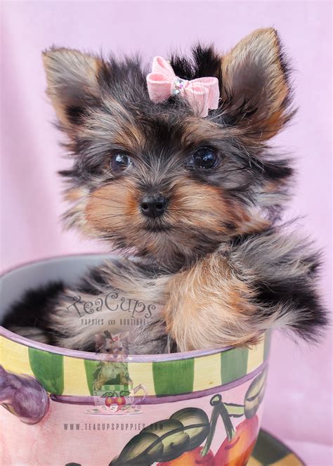Local breeders is the right place with a variety breeds. Delightful Teacup Yorkie Puppies for Sale | Teacups ...