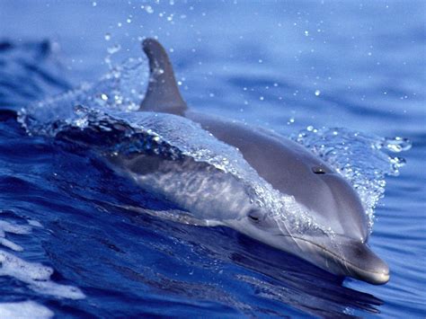 Free Dolphin Wallpapers For Desktop Wallpaper Cave