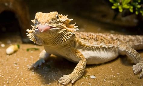 19 Different Bearded Dragon Behaviors And Their Meanings