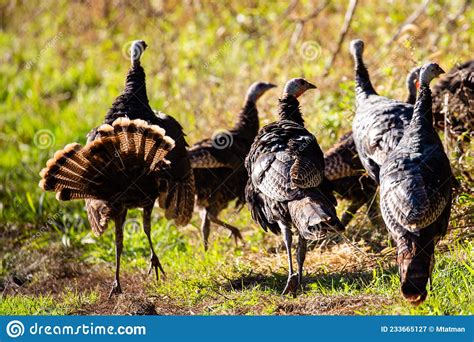 Flock Of Wisconsin Wild Turkeys Meleagris Gallopavo In October Stock