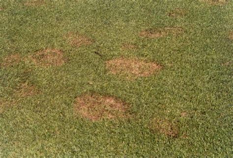 Pythium Blight Can Rapidly Progress Into Well Defined Areas Of Blighted