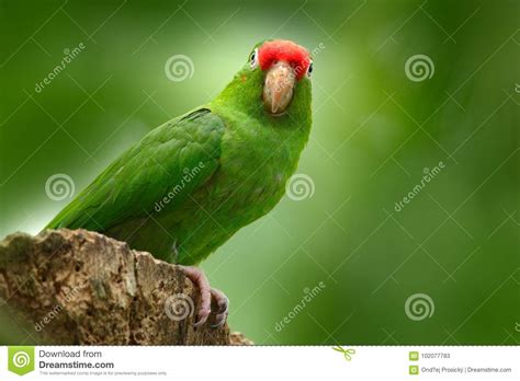 Parrot From Costa Rica Parakket In Habitat Crimson Fronted Parakeet Aratinga Funschi