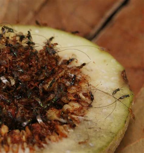 Fig Wasps Life Cycle Why Figs And Fig Wasps Need Each Other And More