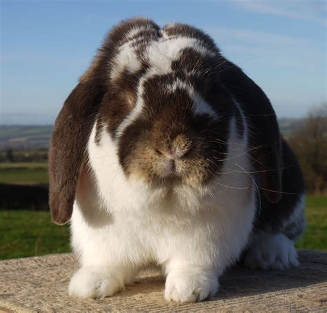 French Lop Rabbit Small Pets Big Bunny