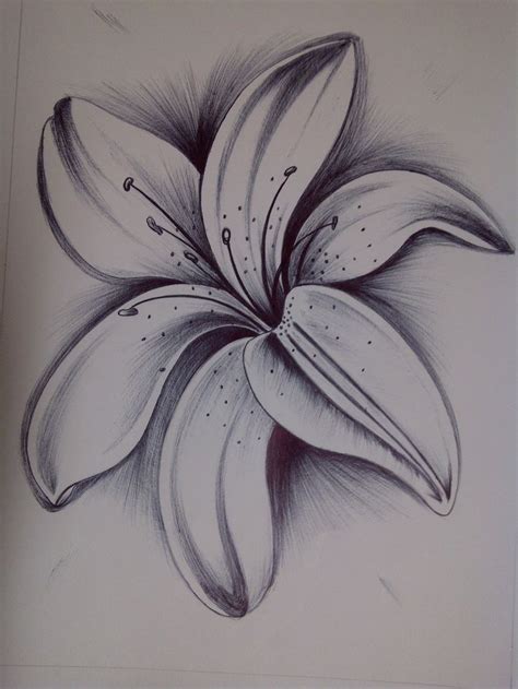 Pin By Drvibha Babbar On Sketches Pencil Drawings Of Flowers Lilies
