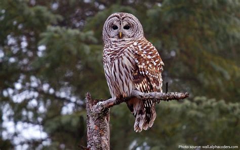 Barred Owls Just Fun Facts
