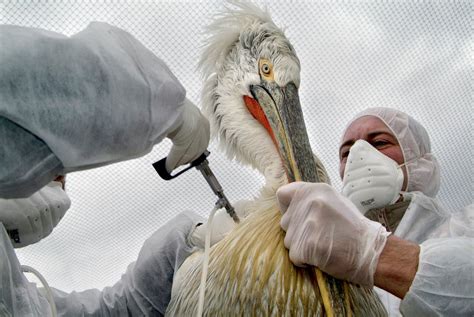 An Explanation Of How Avian Flu Spreads The New York Times