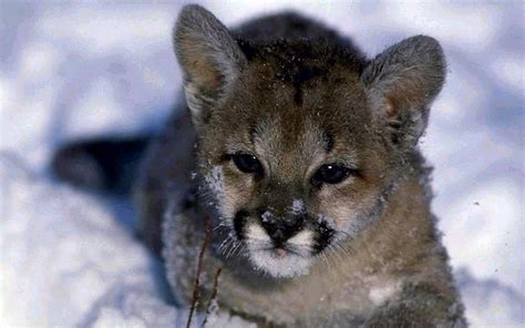 cute cougar cub hd desktop wallpaper widescreen high definition fullscreen