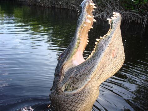 2 Experience Alligators On Your Everglades Airboat Tour Captain Jack