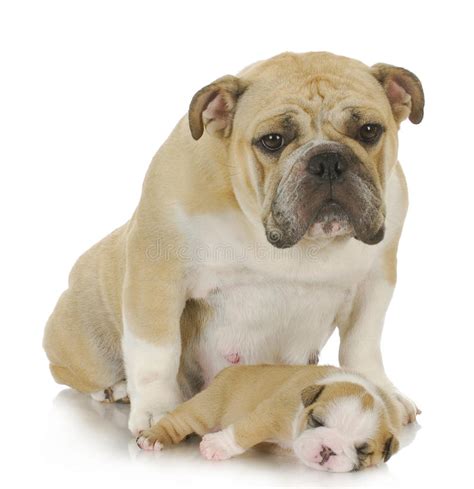 Mother Dog And Puppy Stock Photo Image Of Emotional
