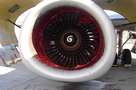 Lni The Aftermath Of A Guy Who Was Sucked Into A Plane Engine Album On Imgur