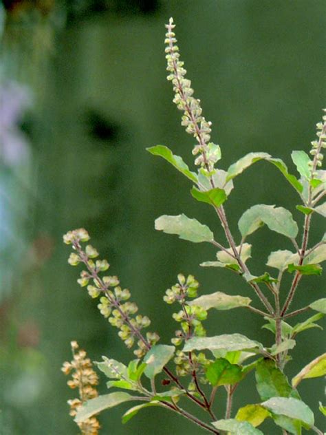 Tulsi Healing Herb ~ Cool Critters