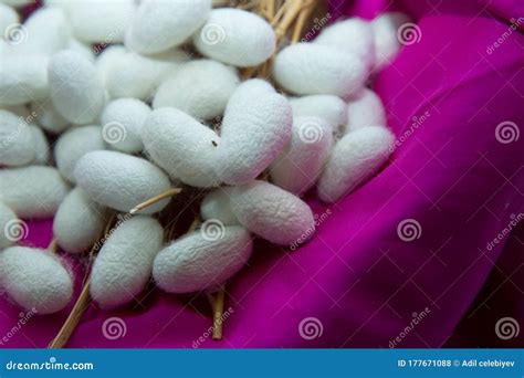 Silkworm Mulberry Bombyx Mori In The Process Of Producing Silk During
