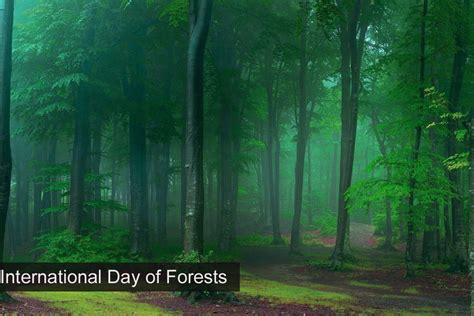 International Day Of Forests 2022 Theme Facts Activities History