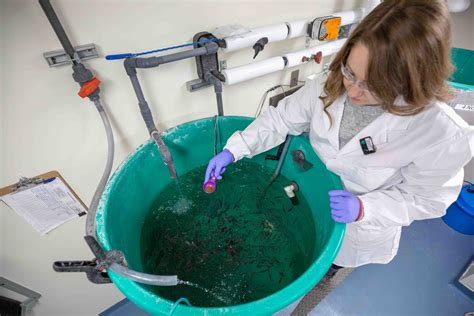 Answering The Call How An Aquatic Toxicology Lab Was Created To Fill