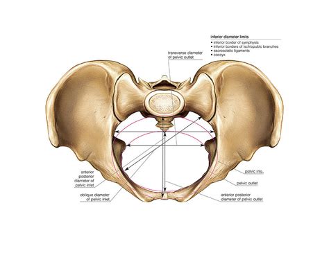 Female Pelvis Photograph By Asklepios Medical Atlas Pixels Merch