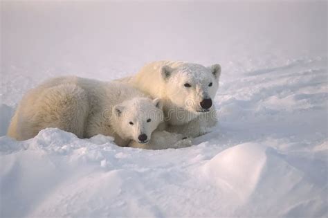 Polar Bear With Her Cub Stock Photo Image Of Canada Arctic 6001684