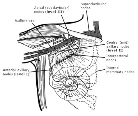 Axillary Lymph Node Dissection Borders Images And Photos Finder