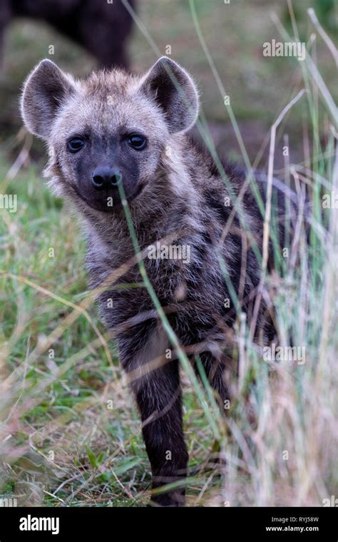 Spotted Hyena Cub In Grasslands Kenya Africa Stock Photo Alamy