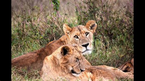 Kenya Wildlife Lake Nakuru National Park Youtube